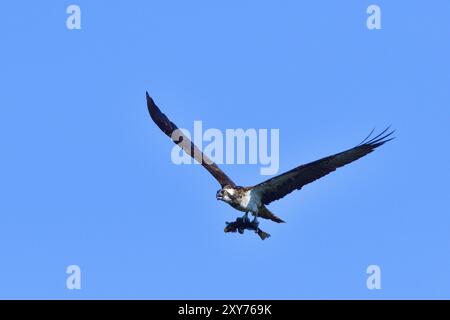 Osprey con un pesce contro il cielo blu. Osprey con la preda Foto Stock