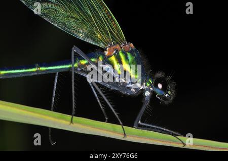 Damselfly alata blu, Calopteryx virgo. Damigella alata blu su una foglia Foto Stock