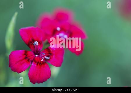 Garofano (Dianthus Deltoides) con DOF basso Foto Stock