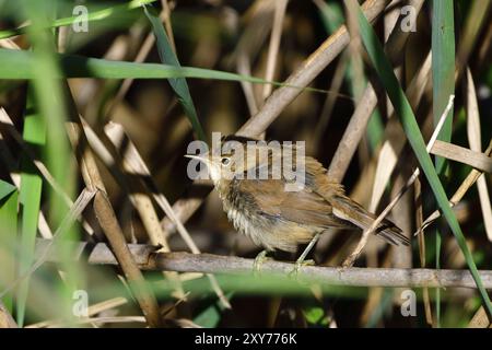 Eurasiatico Reed Warbler nella canna. Eurasiatico Reed Warbler nelle canne Foto Stock