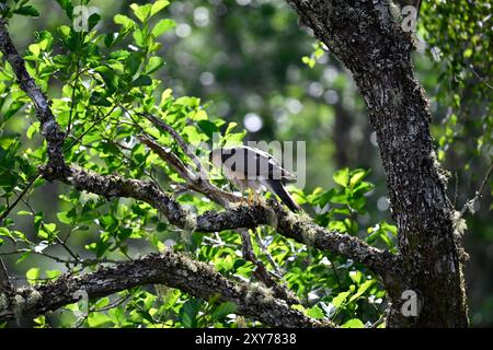Sparrowhawk; Accipiter nisus Foto Stock