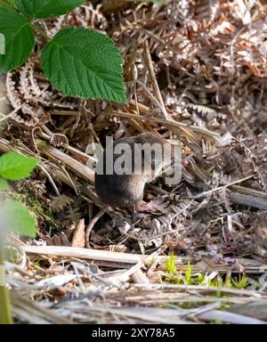 Porticato pigmeo eurasiatico - Sorex minutus gambero pigmeo tra foglie essiccate sotto foglie di lampone selvatico. Il Pygmy Shrew e' il mammifero piu' piccolo dello Scotlands e io Foto Stock