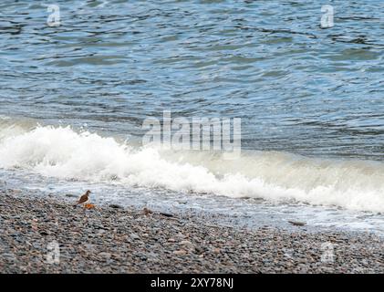 Un paio di Sandpipers su una spiaggia di ciottoli che guardano la marea uscire Foto Stock