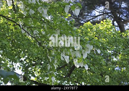 Taschentuchbaum oder Davidia involucrata, colomba o Davidia involucrata in primavera Foto Stock