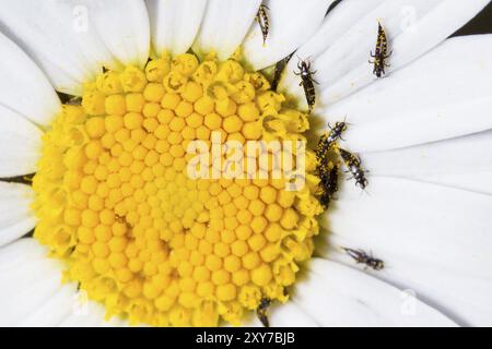 Fransenfluegler, Thysanoptera, Thrips Foto Stock