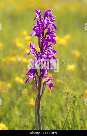 Orchidea robusta (Orchis palustris ssp. robusta), orchis robusta Foto Stock