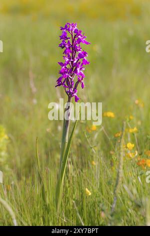 Orchidea robusta, Orchis palustris ssp. Robusta, Orchis robusta Foto Stock