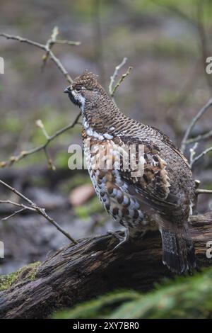 Hazel Grouse, Tetrastes bonasia, sinonimo: Bonasa bonasia, Hazel Grouse Foto Stock