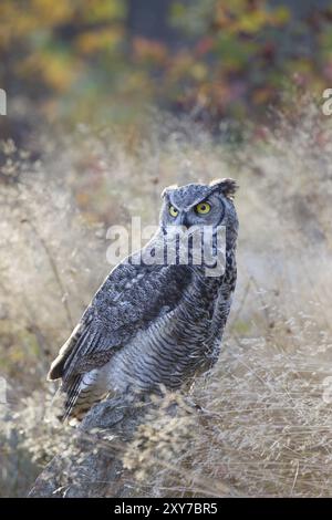 Virginia-Uhu, Bubo virginianus, grande Gufo cornuto Foto Stock