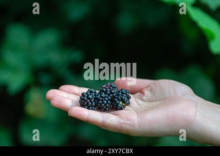 Le more in mano a una donna. Foto Stock