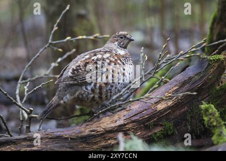 Hazel Grouse, Tetrastes bonasia, sinonimo: Bonasa bonasia Foto Stock