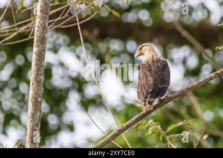 caracara dalla testa gialla (Milvago chimachima), seduta su una diramazione nella foresta pluviale, Parco Nazionale del Corcovado, osa, Provincia di Puntarena, Costa Rica, centesimi Foto Stock