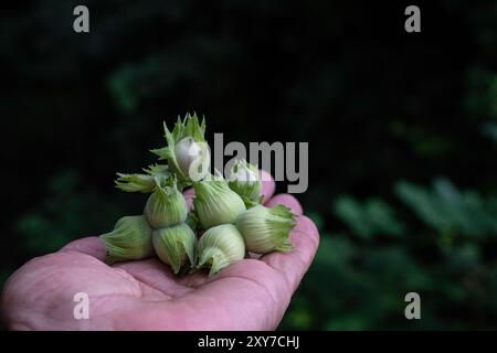 Frutta fresca di nocciole in mano all'uomo. Foto Stock