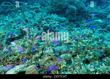 Incontaminata barriera corallina panoramica con coralli Acropora, Acropora echinata e antiasi regina viola, Pseudanthias pascalus, Raja Ampat Indonesia. Foto Stock