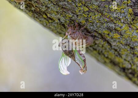 La cicada del giorno del cane (Neotibicen canicularis). La fase finale della trasformazione da larvale a insetto adulto Foto Stock