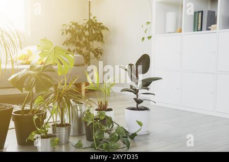 Collezione di varie piante verdi tropicali in diversi vasi su sfondo grigio. Sunligt dalla finestra. Giardinaggio domestico, composizione verde, vaso da fiori Foto Stock