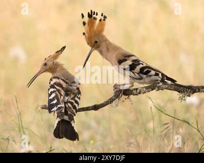 Gli Hoopoe epops epops (Upupa epops) si uniscono, maschi e femmine, arroccati sul ramo, Calera vicino a Talavera de la Reina, Spagna Foto Stock