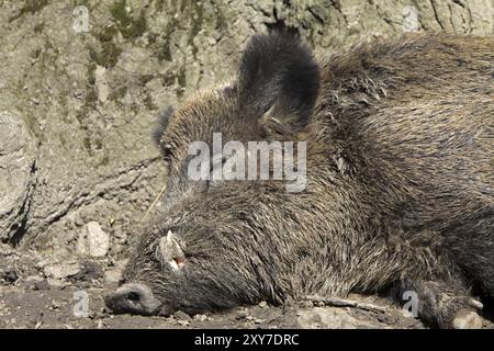 Cinghiale addormentato Foto Stock