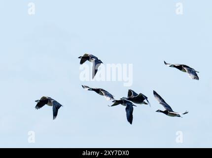 Un gregge di Barnacle Goose, Branta leucopsis con una selvaggia Emporer Goose a Walney Island, Cumbria, Regno Unito. Foto Stock