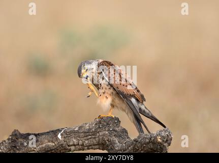 Becco di pulizia maschile di Kestrel comune (Falco tinnunculus) con taloni, arroccato sul ramo, Calera vicino a Talavera de la Reina, Spagna Foto Stock