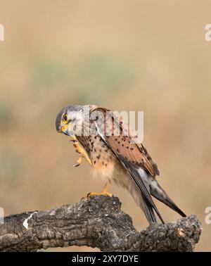 Becco di pulizia maschile di Kestrel comune (Falco tinnunculus) con taloni, arroccato sul ramo, Calera vicino a Talavera de la Reina, Spagna Foto Stock