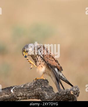 Becco di pulizia maschile di Kestrel comune (Falco tinnunculus) con taloni, arroccato sul ramo, Calera vicino a Talavera de la Reina, Spagna Foto Stock