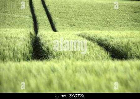 Traccia in un campo di mais verde Foto Stock