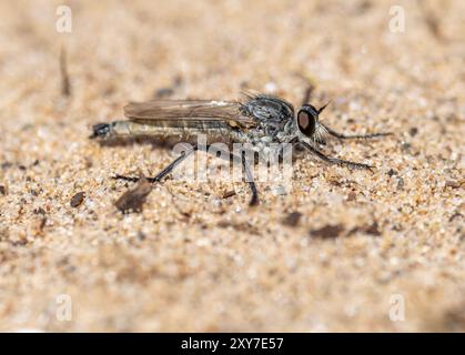 Philonicus albiceps; A Robber Fly su Walney Island, Cumbria, Regno Unito. Foto Stock