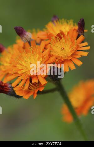 Hieracium aurantiacum su un prato. Fiori del falco rosso-arancio Foto Stock