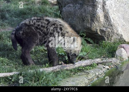 Iena maculata (giovanile) Foto Stock