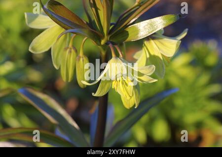 Corona imperiale persiana in primavera, fiore imperiale corona in primavera, Fritillaria persica Foto Stock