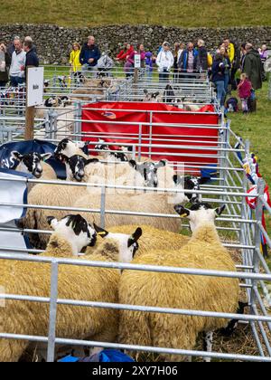 Judging Sheep al Reeth Show di Swaledale, Yorkshire Dales, Regno Unito. Foto Stock