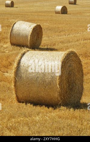 Le balle di paglia su campi di mais dopo il raccolto Foto Stock