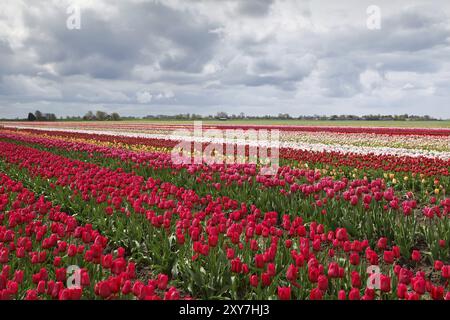 Colorati campi di tulipani primaverili in Olanda Foto Stock