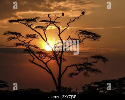 Tramonto nel Serengeti dietro un albero di Acacia occupato da alcuni fulmini Foto Stock