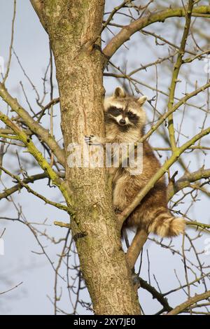 Raccoon, procione, procione comune Foto Stock