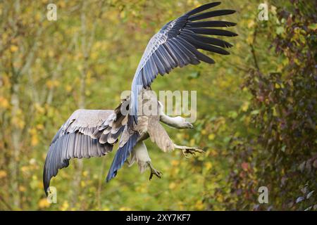 Avvoltoio griffon eurasiatico (Gyps fulvus) atterrando su una roccia, Baviera, Germania, Europa Foto Stock