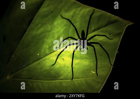 Scatto notturno inquietante, silhouette di un ragno dal basso su una foglia, ragno pettine Getazi o ragno banana Getazi (Cupiennius tazi), uomo adulto seduto su una Foto Stock