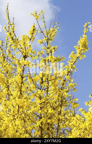 Forsythia in fiore? Forsythia Foto Stock