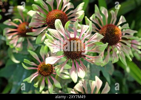 Echinacea purpurea, fiore di cono, «ramoscello verde» in fiore. Foto Stock