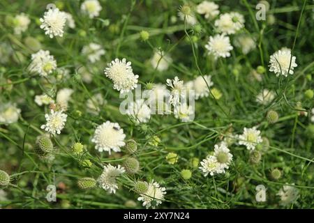 Crema scabica, Scabiosa ochroleuca, in fiore. Foto Stock