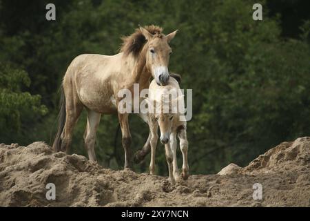 Diga con puledro Foto Stock