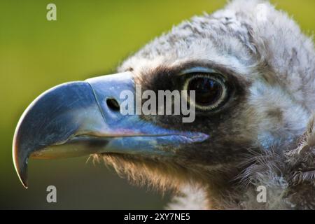 Avvoltoio nero eurasiatico, habitat Europa meridionale e Asia centrale Foto Stock