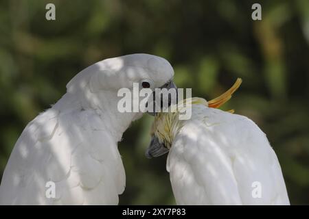 Cockatoo crestato bianco e cockatoo crestato giallo Foto Stock