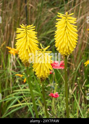 Spighe rivestite con fiori gialli tubolari del robusto giglio della torcia perenne, Kniphofia "Lemon Popsicle" Foto Stock