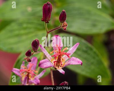 Insolito fiore di rosa e boccioli della tarda estate fino all'autunno che fioriscono il giglio perenne di rospo, Tricyrtis "Hototogisu" Foto Stock