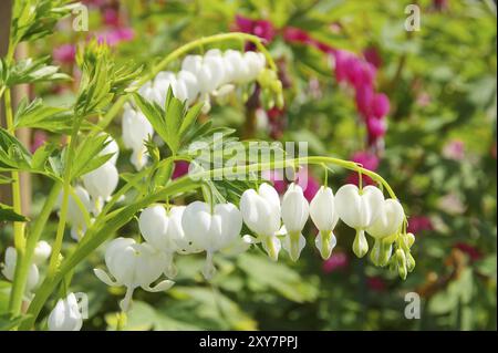 Innaffiare il cuore, sanguinare il cuore 05 Foto Stock