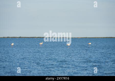 Quattro fenicotteri rosa sorgono nell'acqua della Camargue, una riserva naturale protetta per nidificare gli uccelli migratori nel sud della Francia Foto Stock