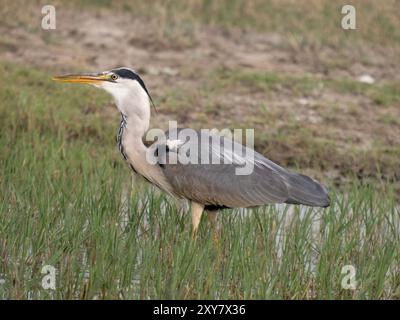 Airone grigio (Ardea cinerea) Calera vicino a Talavera de la Reina, Spagna Foto Stock