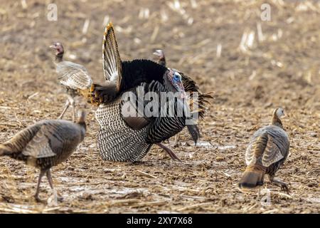 tacchino selvaggio. I tacchini selvatici maschili si esibiscono per le femmine pompando le loro piume, spalmando le loro code e trascinando le loro ali Foto Stock